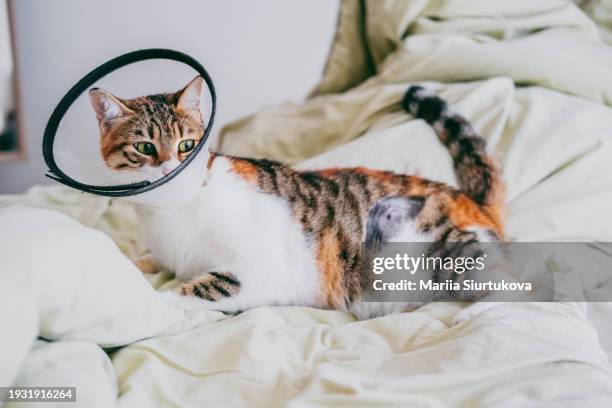 young female cat with a veterinary plastic cone or e-collar (elizabethan collar) on her neck relaxing on the bed. pet recovering after surgery. - cone of shame stock pictures, royalty-free photos & images