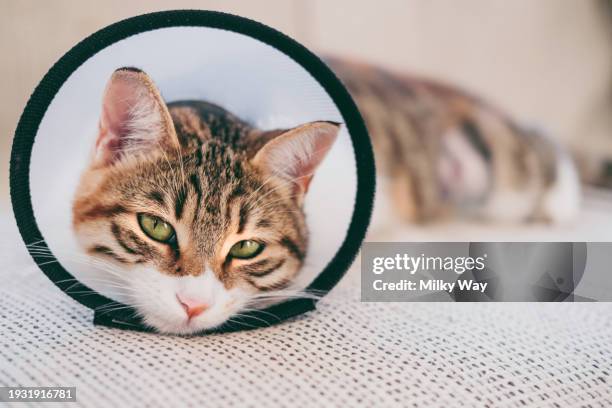 cat with a veterinary plastic cone or e-collar (elizabethan collar) on her neck looking at the camera. pet recovering after surgery. - kraag stockfoto's en -beelden