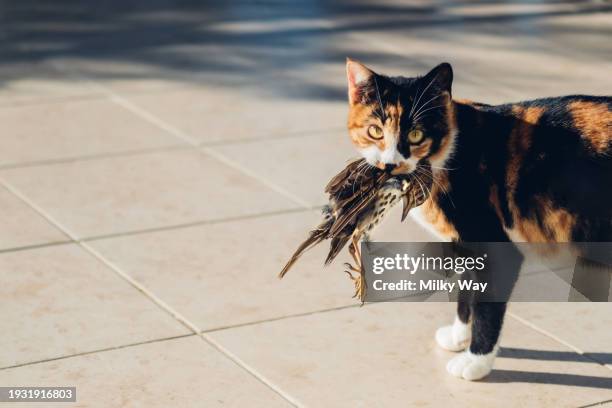 cat hunted a bird. kitten caught the bird. - felino fotografías e imágenes de stock