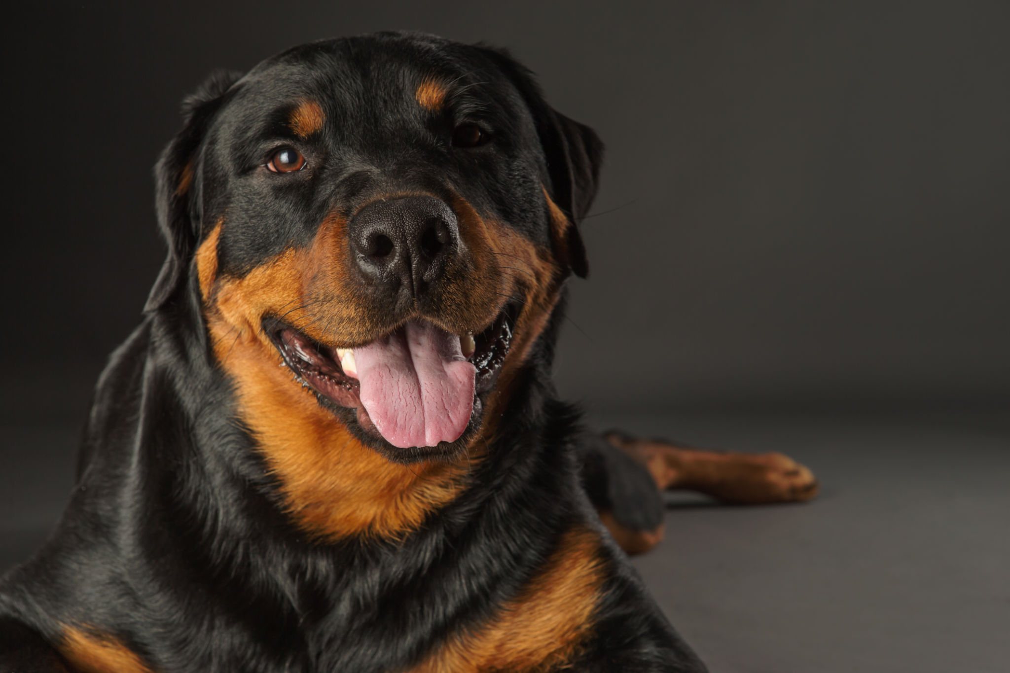 rottweiler dog