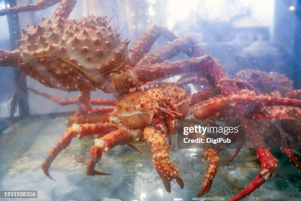 74 Japanese Spider Crab Stock Photos, High-Res Pictures, and Images