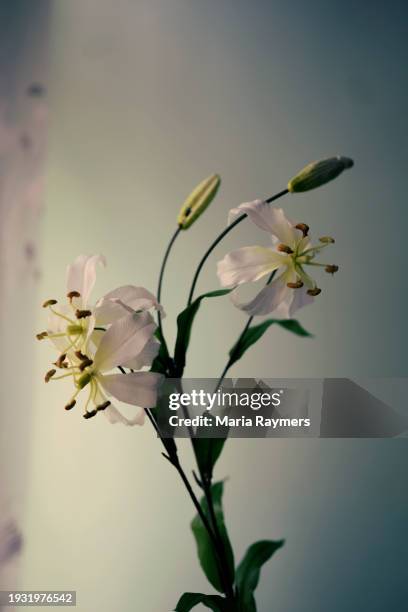 close up photo of white lily - madonna lily stock pictures, royalty-free photos & images