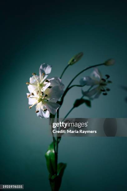 close up photo of white lily - madonna lily stock pictures, royalty-free photos & images