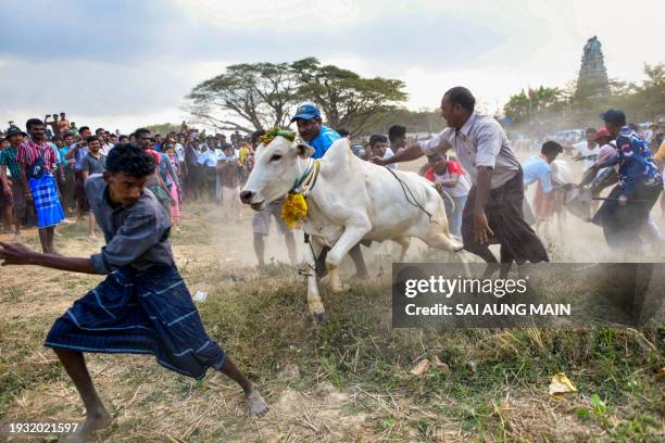 Myanmar Hindu devotees try to control a bull during the annual bull taming 'Jallikattu' festival in Kyauktan township on the outskirts of Yangon on...