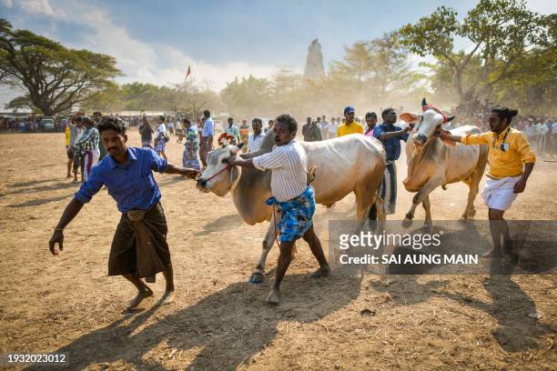 Myanmar Hindu devotees lead bulls during the annual bull taming 'Jallikattu' festival in Kyauktan township on the outskirts of Yangon on January 17,...
