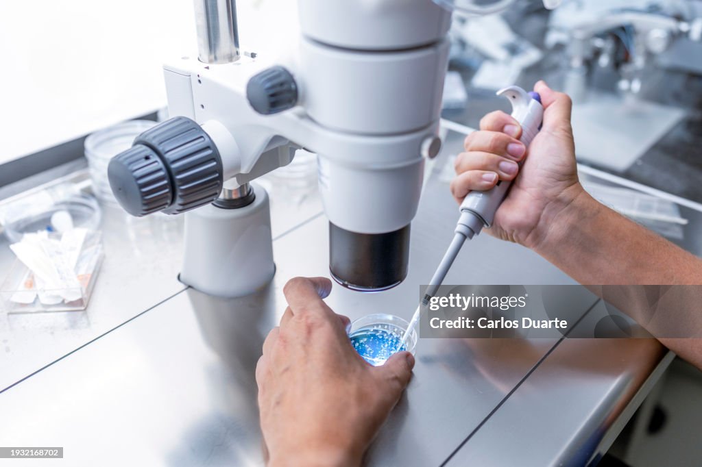 Primo piano Nel laboratorio di fertilità il medico prepara le piastre per la coltivazione degli embrioni