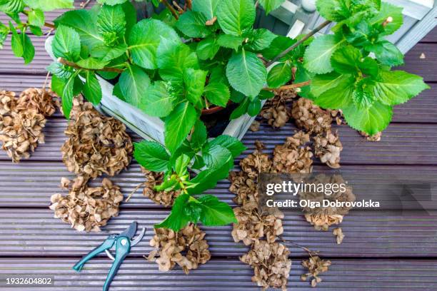 hydrangea bush after spring pruning - hydrangea pruning stock pictures, royalty-free photos & images