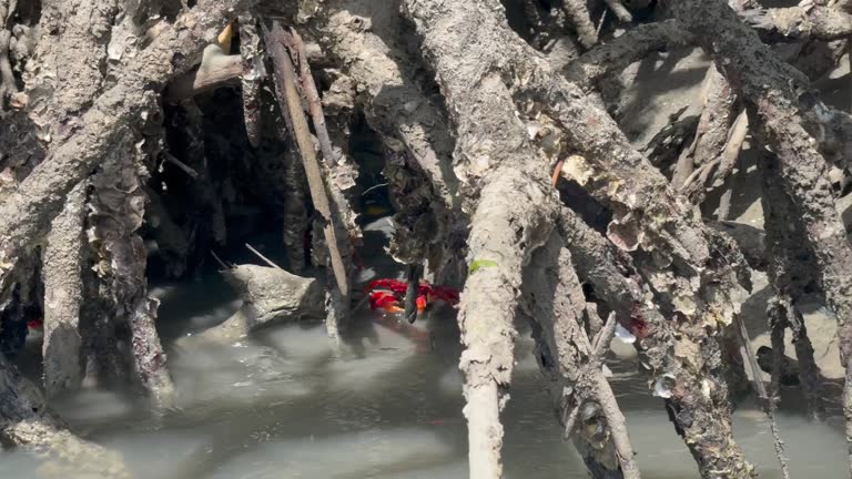 179 Red Mangrove Trees Stock Videos Footage 4K Video Clips Getty 179-red-mangrove-trees-stock-videos-footage-4k-video-clips-getty