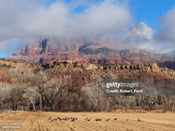 winter cloudcap over mt kinesava zion national park utah and ranch with geese - river virgin stock pictures, royalty-free photos & images