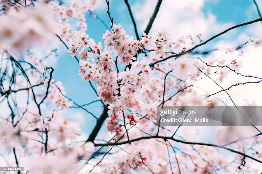 Abstract background with blooming sakura in spring, copy space.