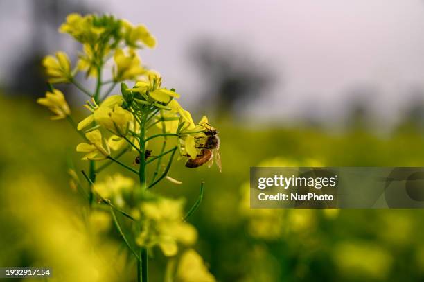 Bee Is Flayed And Sitting On Mustard Flowers And Drinking Honey And The Pollen Of The Blooming Flowers Is Stuck On The Bee In A Mustard Field At...