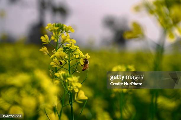 Bee Is Flayed And Sitting On Mustard Flowers And Drinking Honey And The Pollen Of The Blooming Flowers Is Stuck On The Bee In A Mustard Field At...