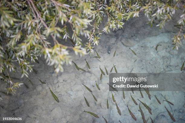 a school of small fish in the lake - river bottom park stock pictures, royalty-free photos & images