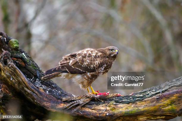 common buzzard (buteo buteo) feeding - eurasian buzzard stock pictures, royalty-free photos & images