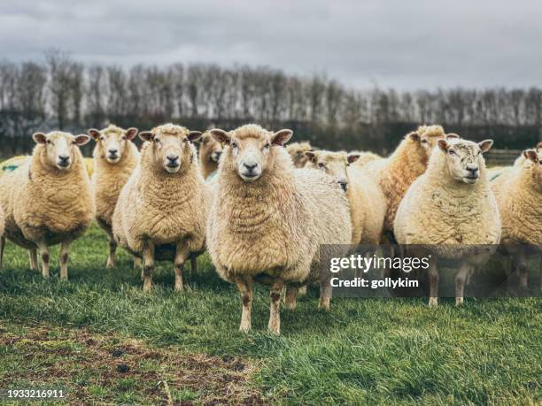 flock of sheep - schaap stockfoto's en -beelden