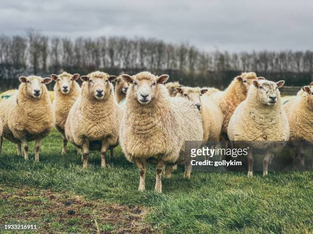 flock of sheep - flock of sheep stock pictures, royalty-free photos & images