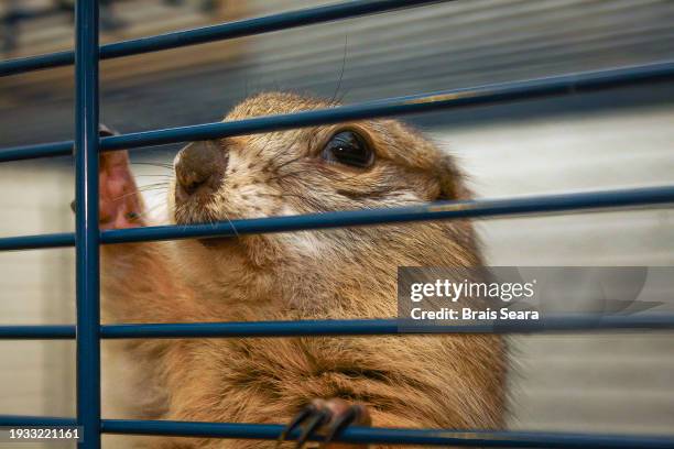 prairie dog pet behind cage wires. - black market stock pictures, royalty-free photos & images