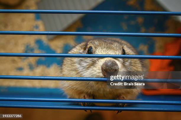 prairie dog pet behind cage wires. - black market stock pictures, royalty-free photos & images