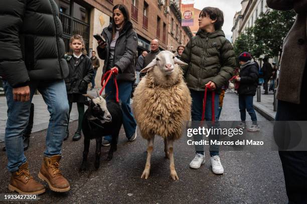 Family walk a sheep and a goat through the streets on a procession during the day of San Anton , patron Saint of domestic animals. Every year during...