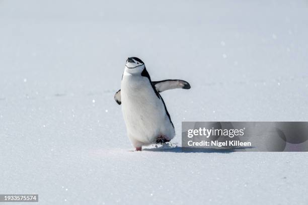 chinstrap penguin, half moon island, antarctica - one animal stock pictures, royalty-free photos & images