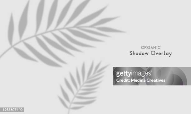 transparent background with leaves shadow  effect - blinds stock illustrations