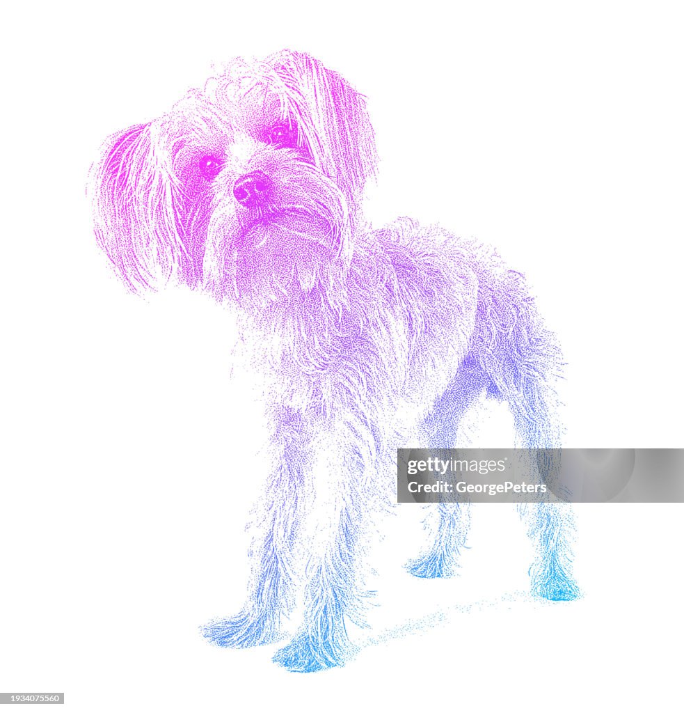 Yorkshire Terrier Dog in animal shelter hoping to be adopted