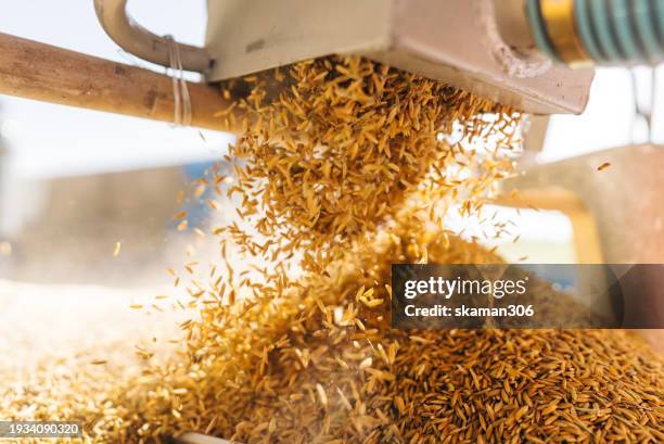 close up angle rice flowing from the rice mill machine - riso cereale foto e immagini stock