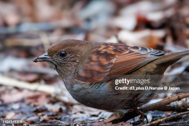 a lovely japanese accentor (prunella rubida, family comprising rock larks).

at hayatogawa forest road, sagamihara, kanagawa, japan,
photo by january 3, 2024. - 相模原市 fotografías e imágenes de stock