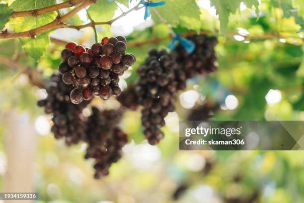 vibrant grapevine close-up in a scenic countryside vineyard, symbolizing fresh harvest and growth - bunchberry cornus canadensis stock pictures, royalty-free photos & images