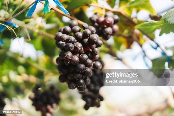 rural winery farm spray powder for protect pest  lush grape bunches, embodying organic farming and nature's bounty - bunchberry cornus canadensis stock pictures, royalty-free photos & images