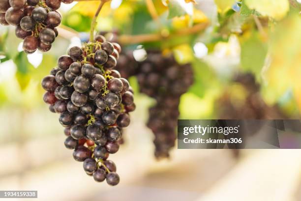 rural winery farm spray powder for protect pest  lush grape bunches, embodying organic farming and nature's bounty - bunchberry cornus canadensis stock pictures, royalty-free photos & images