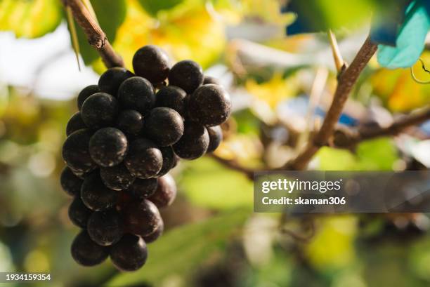 vibrant grapevine close-up in a scenic countryside vineyard, symbolizing fresh harvest and growth - bunchberry cornus canadensis stock pictures, royalty-free photos & images