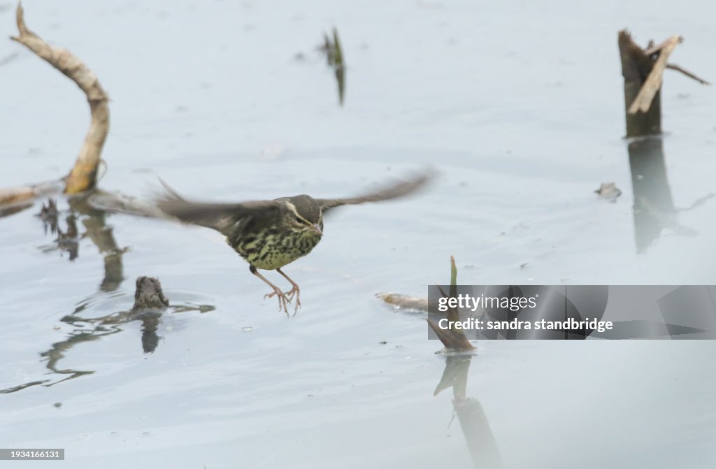 A mega rare Northern Waterthrush, Parkesia noveboracensis, feeding along the edge of a creek.