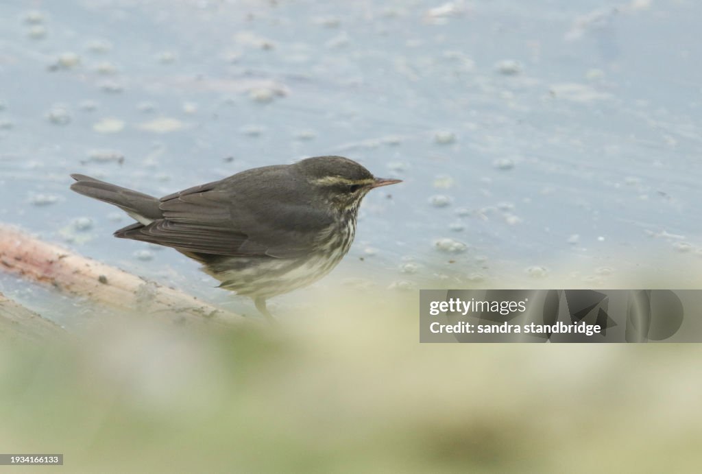 A mega rare Northern Waterthrush, Parkesia noveboracensis, feeding along the edge of a creek.