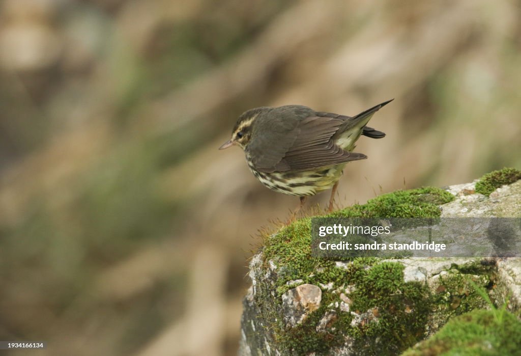 A mega rare Northern Waterthrush, Parkesia noveboracensis, feeding along the edge of a creek.