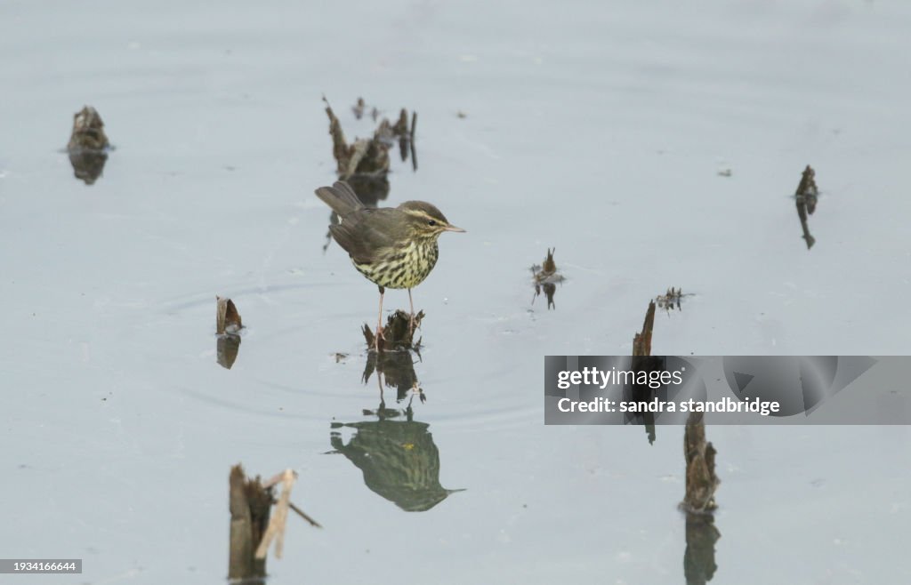 A mega rare Northern Waterthrush, Parkesia noveboracensis, feeding along the edge of a creek.