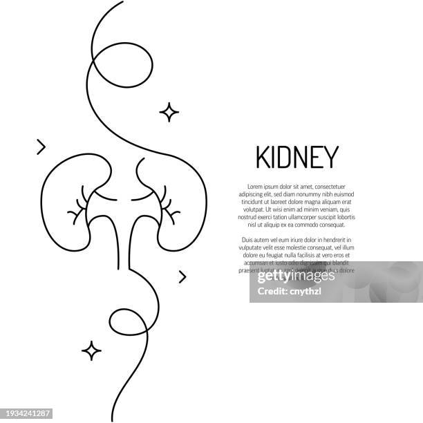 durchgehende strichzeichnung des nierensymbols. handgezeichnete symbol-vektor-illustration. - transplantation stock-grafiken, -clipart, -cartoons und -symbole