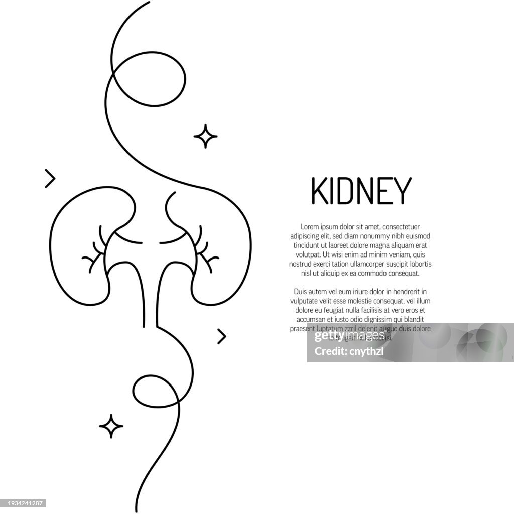 Continuous Line Drawing of Kidney Icon. Hand Drawn Symbol Vector Illustration.