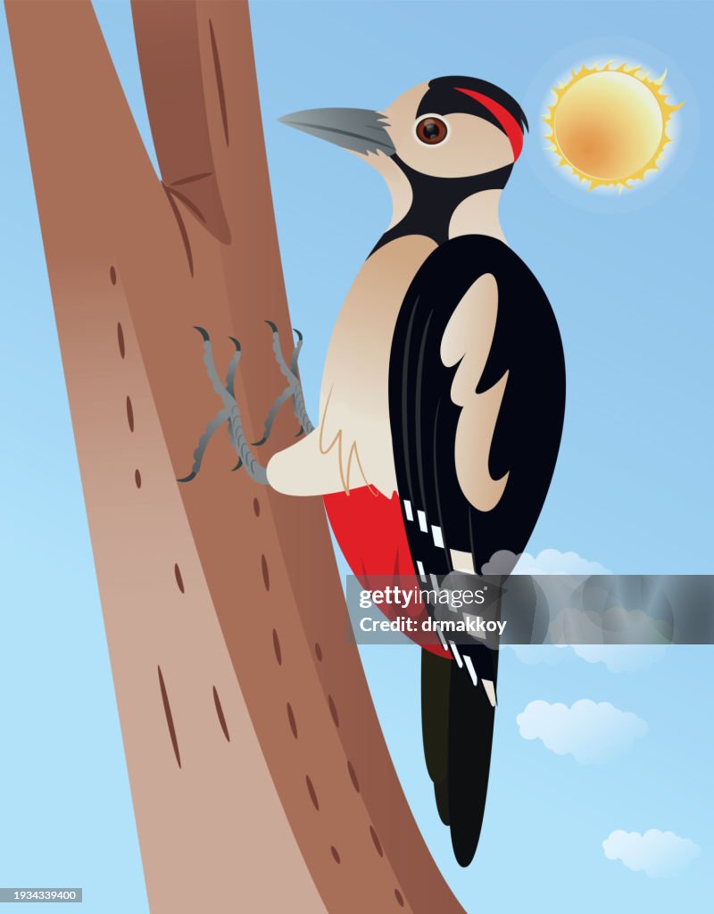Great spotted woodpecker Bird
