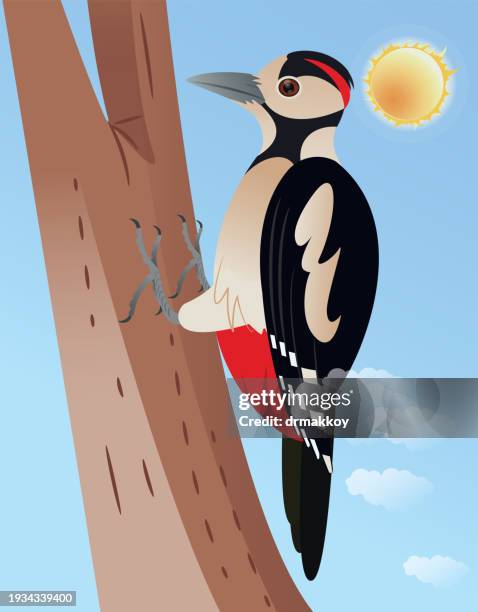 great spotted woodpecker bird - great spotted woodpecker stock illustrations