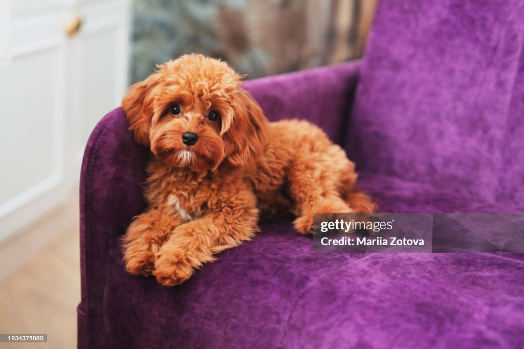 A small purebred maltipoo dog is sitting on the couch