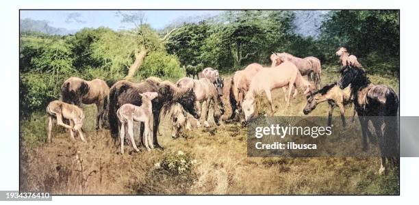 antique photo of paintings: horses - agricultural field photos stock illustrations