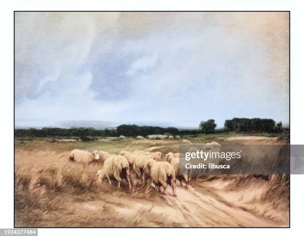 antique photo of paintings: flock of sheep - agricultural field photos stock illustrations