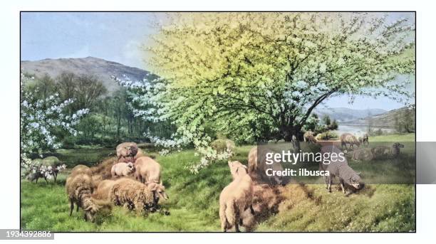 antique photo of paintings: orchard in wales - agricultural field photos stock illustrations
