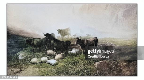 antique photo of paintings: herd - agricultural field photos stock illustrations