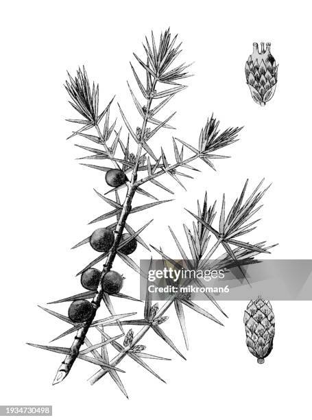 old chromolithograph illustration of botany, common juniper (juniperus communis) - cypress tree illustration stock pictures, royalty-free photos & images