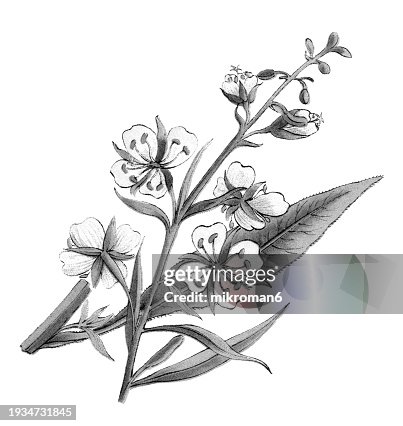 Old chromolithograph illustration of Botany, great willowherb or rosebay willowherb (Chamaenerion angustifolium) a perennial herbaceous flowering plant in the willowherb family Onagraceae Old chromolithograph illustration of Botany, great willowherb or rosebay willowherb (Chamaenerion angustifolium) a perennial herbaceous flowering plant in the willowherb family Onagraceae