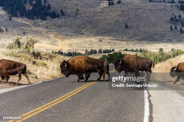 bisons crossing a road at yellowstone national park - yellowstone-national-park stock-fotos und bilder