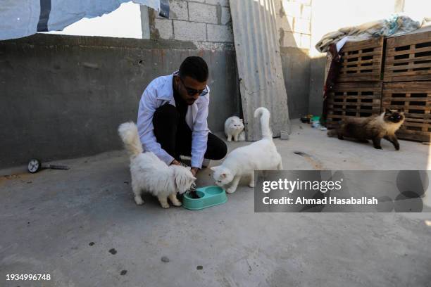 Cats left in Gaza are fed by Veterinarian Aed Abu Najm, 25 years old, who carries out checkups and treats injured or sick felines of displaced Gaza...