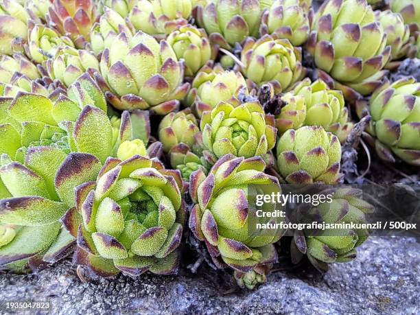 close-up of succulent plants - houseleek stock pictures, royalty-free photos & images